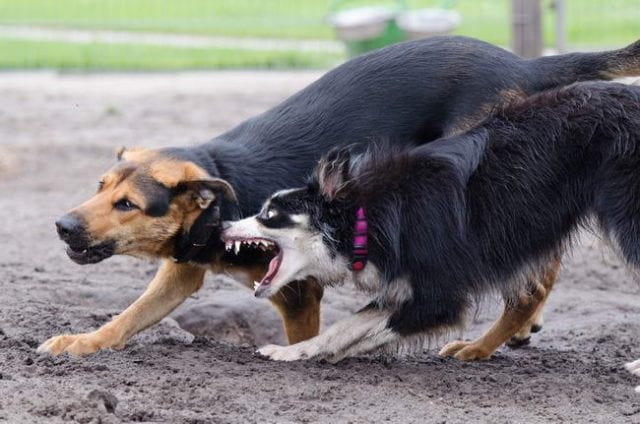 Hund aggressiv gegenüber anderen Hunden