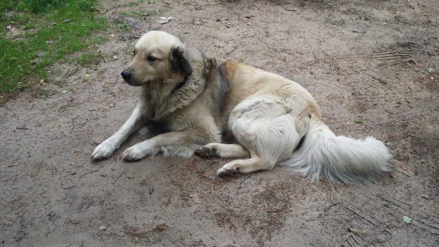 Hundetraining Pamcuk Kaukasischer Owtscharka