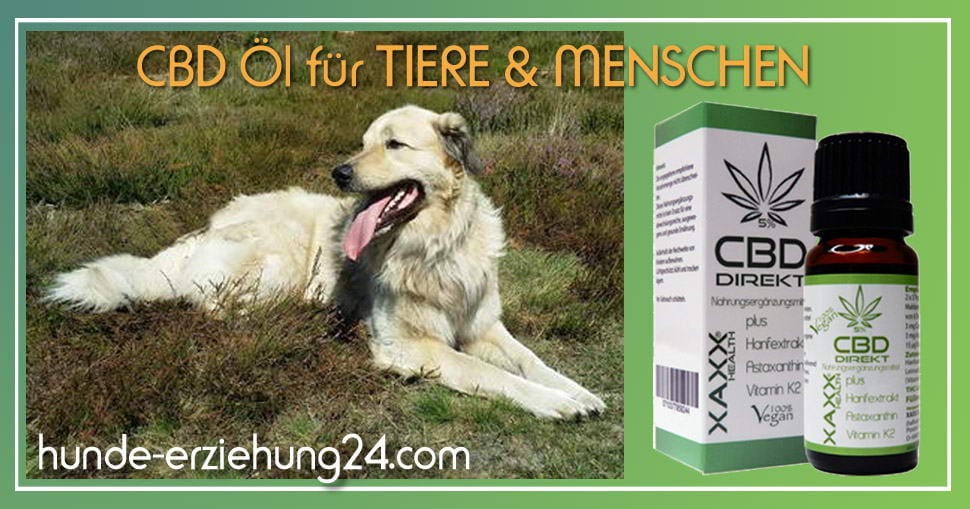 CBD Öl Naturheilmittel für Hunde und Menschen