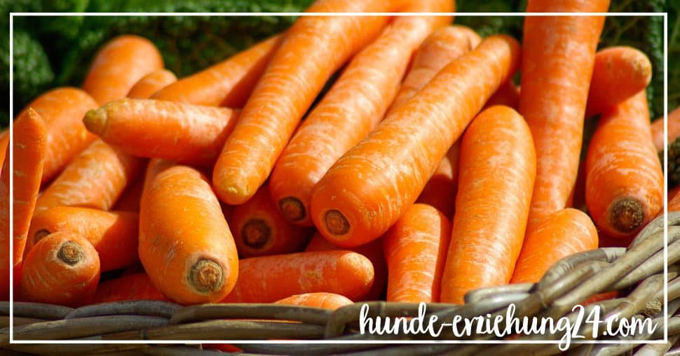 Morosche Karottensuppe Hund Rezept
