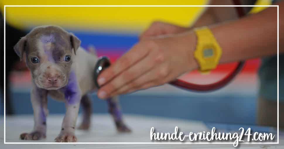 Morosche Möhrensuppe Hund Rezept bei Durchfall