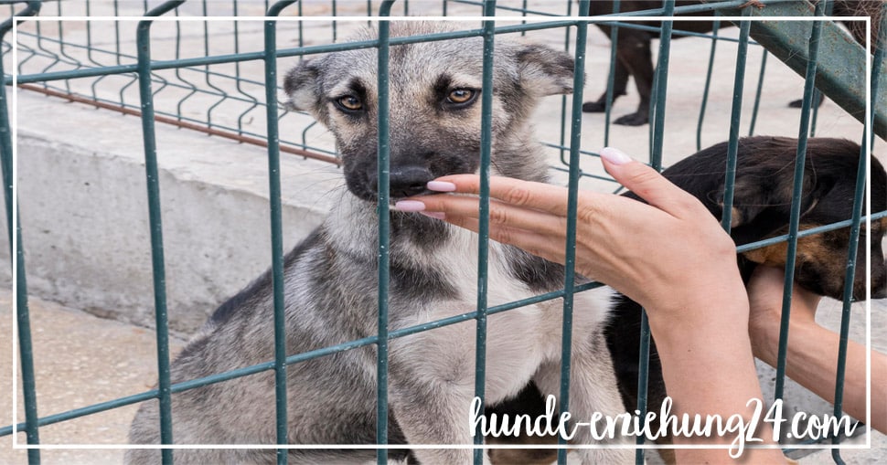 Die Adoption eines Tierheimhundes