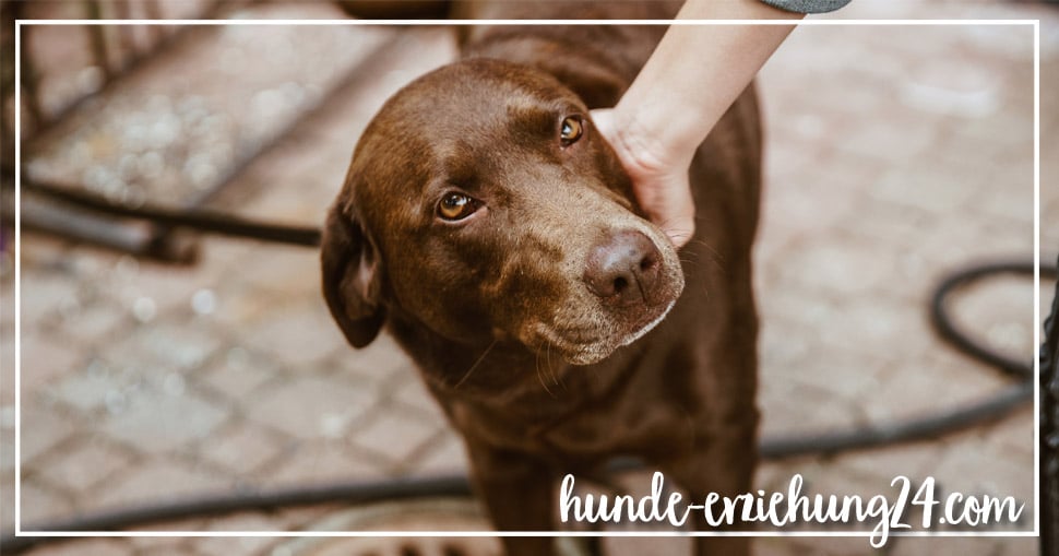 Einen Hund aus dem Tierheim adoptieren