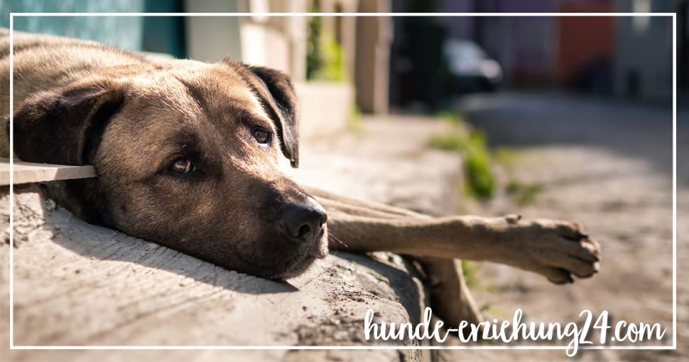 Tierheimhund
